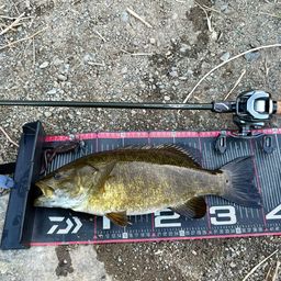 スモールマウスバス