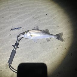 セイゴ（ヒラスズキ）