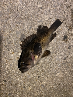 ソイの釣果