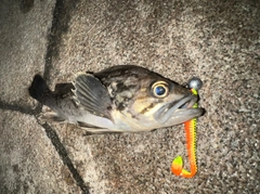 クロソイの釣果