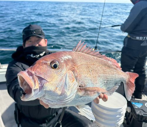 マダイの釣果