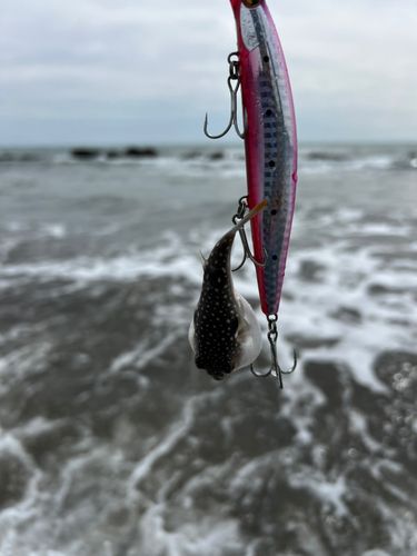 クサフグの釣果