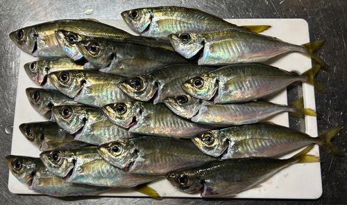 マアジの釣果