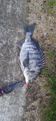 クロダイの釣果