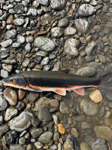 マルタウグイの釣果