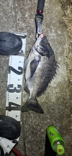 クロダイの釣果