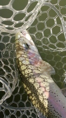 レインボートラウトの釣果