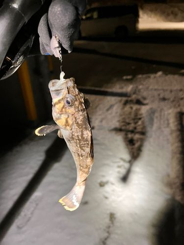 クロソイの釣果