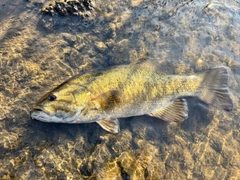 スモールマウスバスの釣果