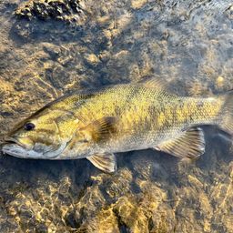 スモールマウスバス