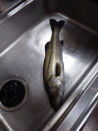 マルスズキの釣果
