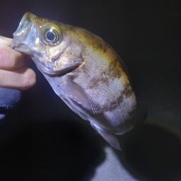 メバル