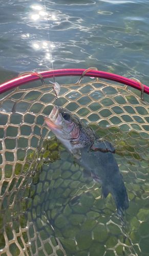 ニジマスの釣果