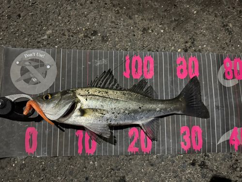 シーバスの釣果