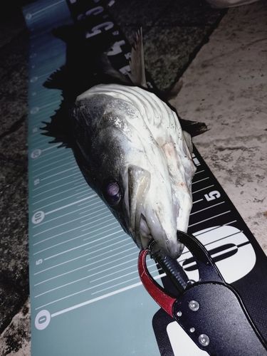 シーバスの釣果