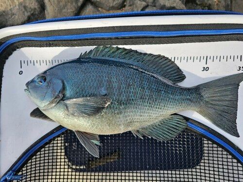 メジナの釣果