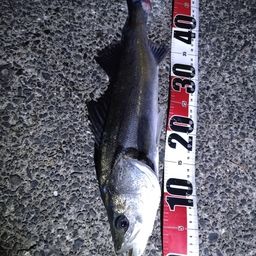 セイゴ（マルスズキ）