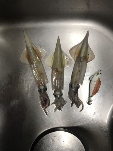 ヤリイカの釣果