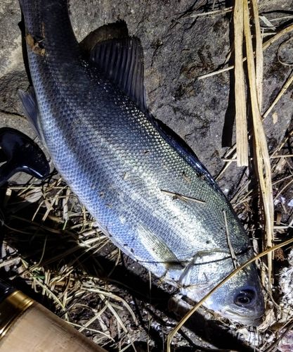 釣果