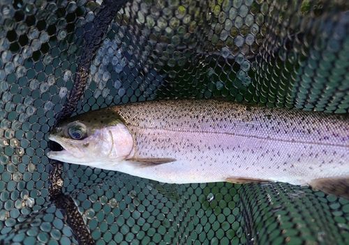 ニジマスの釣果
