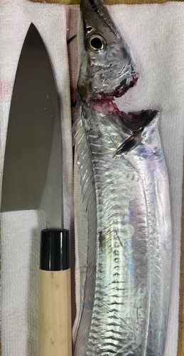 タチウオの釣果