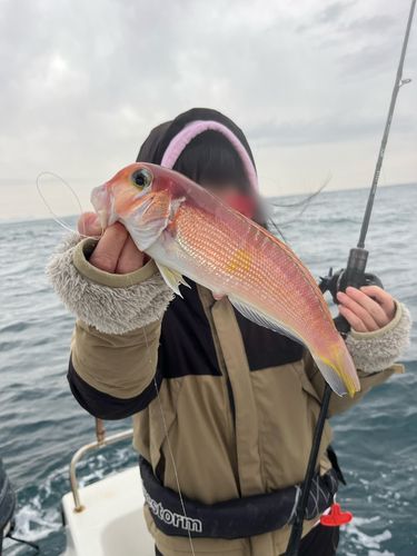 アマダイの釣果