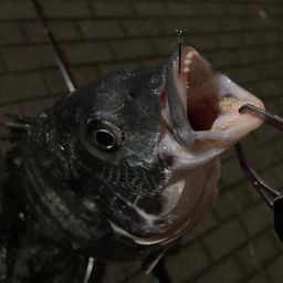 クロダイ