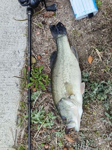 ブラックバスの釣果