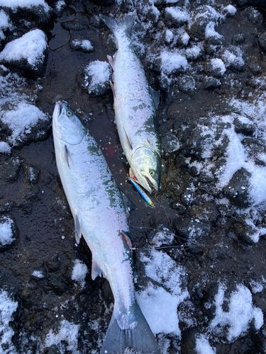 サクラマスの釣果
