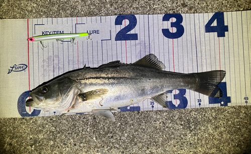 シーバスの釣果
