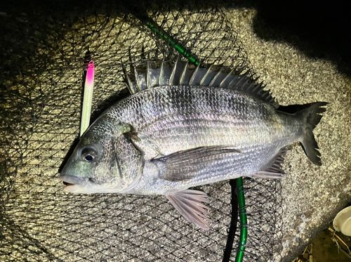 クロダイの釣果