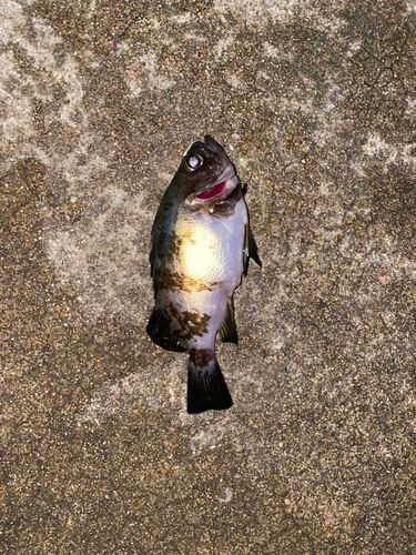 アカメバル