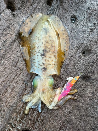 アオリイカの釣果