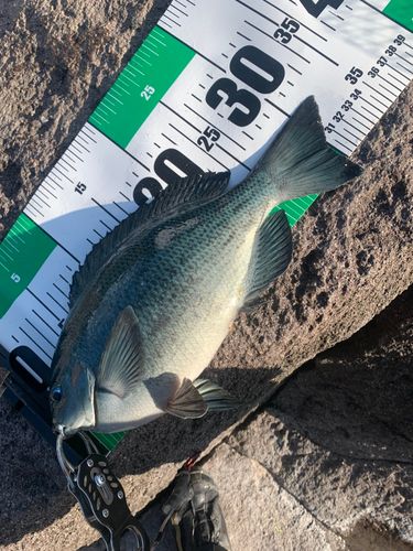 メジナの釣果