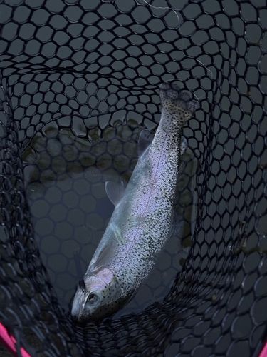 ニジマスの釣果