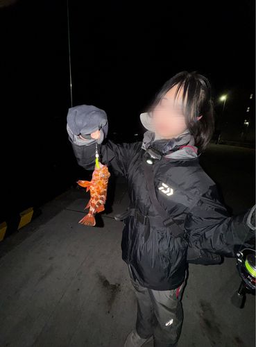 カサゴ