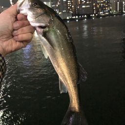 シーバス