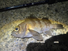 シロメバルの釣果