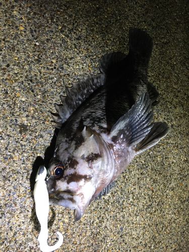 ムラソイの釣果