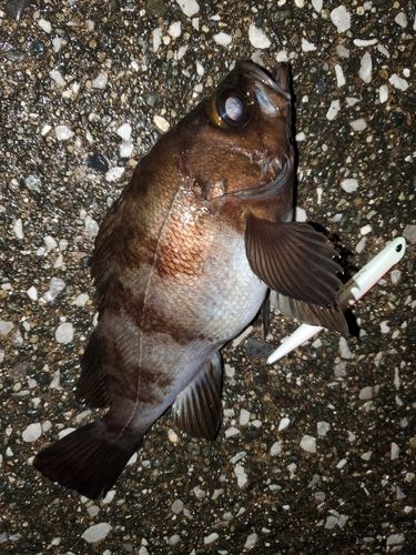 メバルの釣果