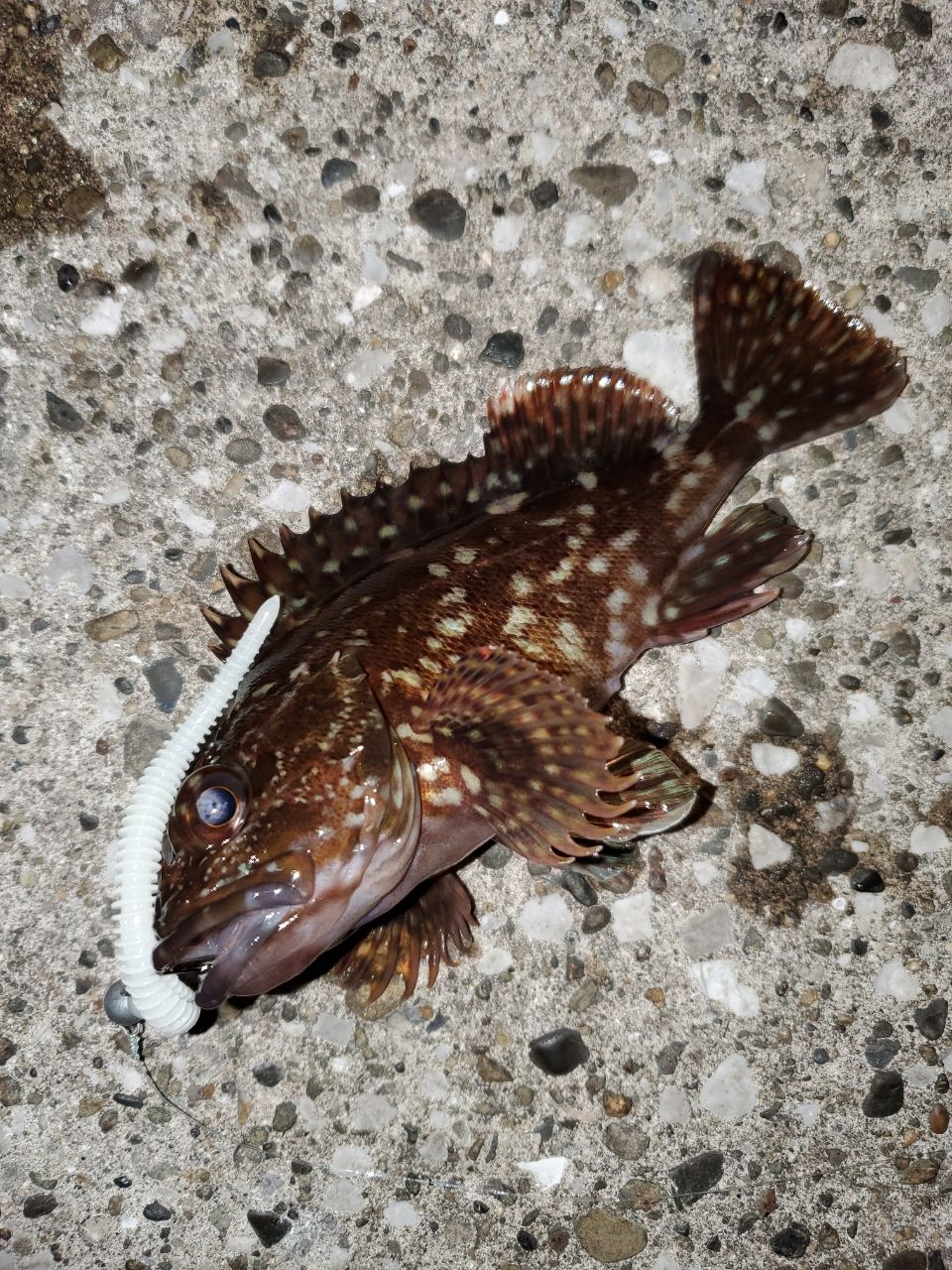 メバル