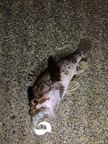 オウゴンムラソイの釣果
