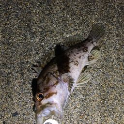 オウゴンムラソイ