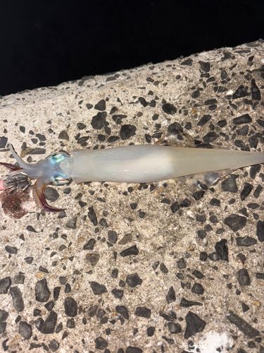 ササイカの釣果