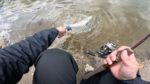 ニジマスの釣果