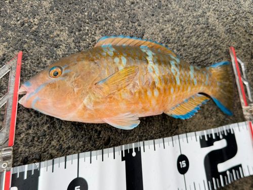 ヒブダイの釣果