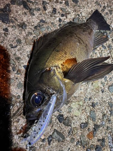 メバルの釣果