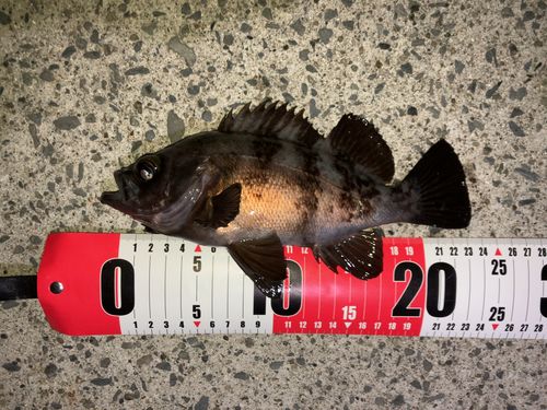 メバルの釣果