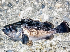 クロソイの釣果