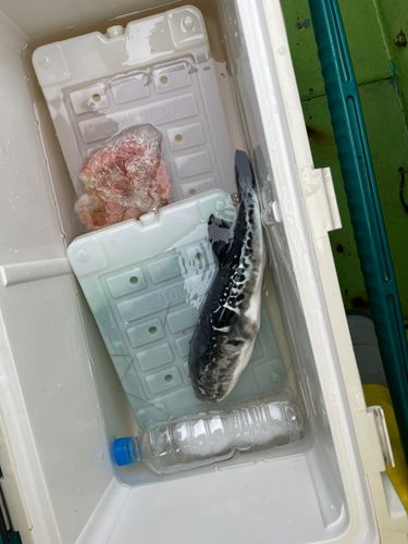 トラフグの釣果